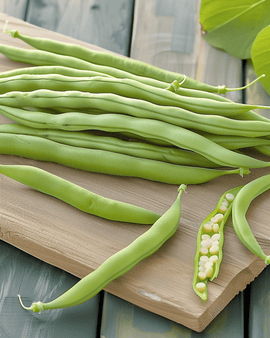 Dwarf Bean Seeds Argus Phaseolus Vulgaris Annual