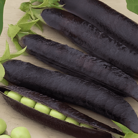 Pea Seeds Ezethas Krombek Blue Podded Pisum Sativum Annual