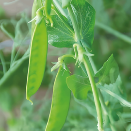 Sugar Peas Seeds De Grace Pisum Sativum Annual Variety