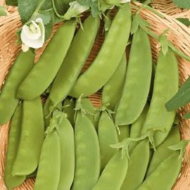 Sugar Peas Seeds Heraut Pisum Sativum Annual