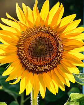 Sunflower Henri Wilde Seeds Helianthus Annuus Annual Flower