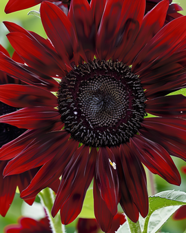 Sunflower Moulin Rouge Seeds Helianthus Annuus Annual Flower