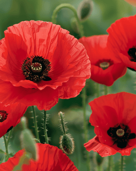 Corn Poppy Seeds Papaver Rhoeas Annual Red Flowers