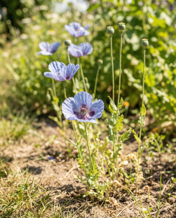 Poppy Blue 90 Cm Tall – annual flower seeds from SeedsChoice