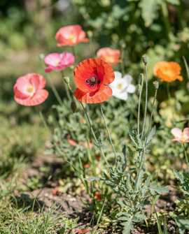 Poppy Seeds Annual Single Flowered Mix Poppy Flowers
