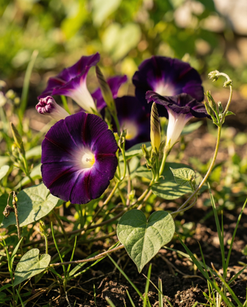 Knowlians Black Climber Dark Purple (Ipomoea purpurea) – annual climber seeds from SeedsChoice