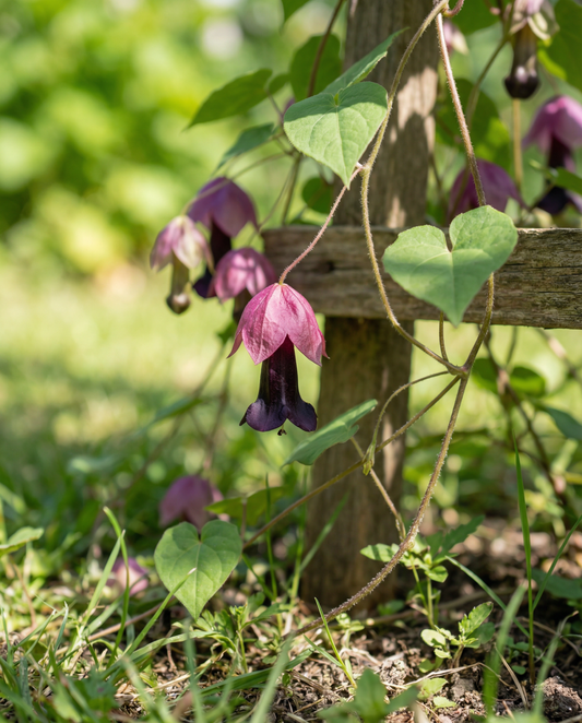 Purple Bell Vine Climber (Rhodochiton atrosanguineum) – perennial climber seeds from SeedsChoice