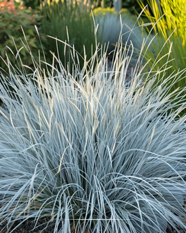 Blue Fescue Seeds Festuca Glauca Perennial Grass Festina Variety