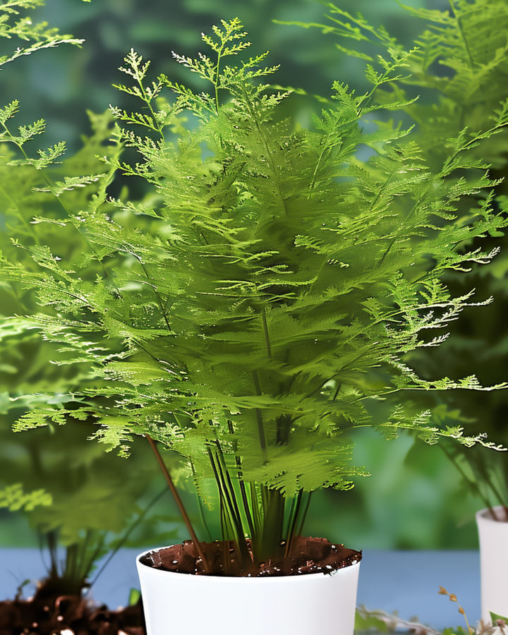 Lace Fern Indoor Houseplant seeds (Asparagus setaceus) – perennial houseplant