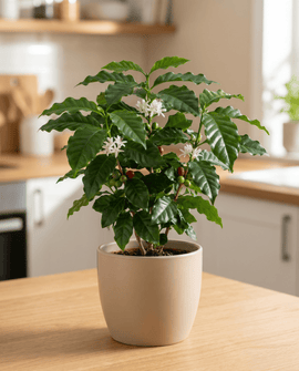 Arabian Coffee Seeds Coffea Arabica Perennial Indoor Variety