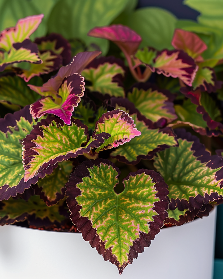 Rainbow seeds (Coleus blumei) – perennial mix