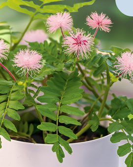 Sensitive Plant Seeds Mimosa Pudica Perennial Indoor Flower
