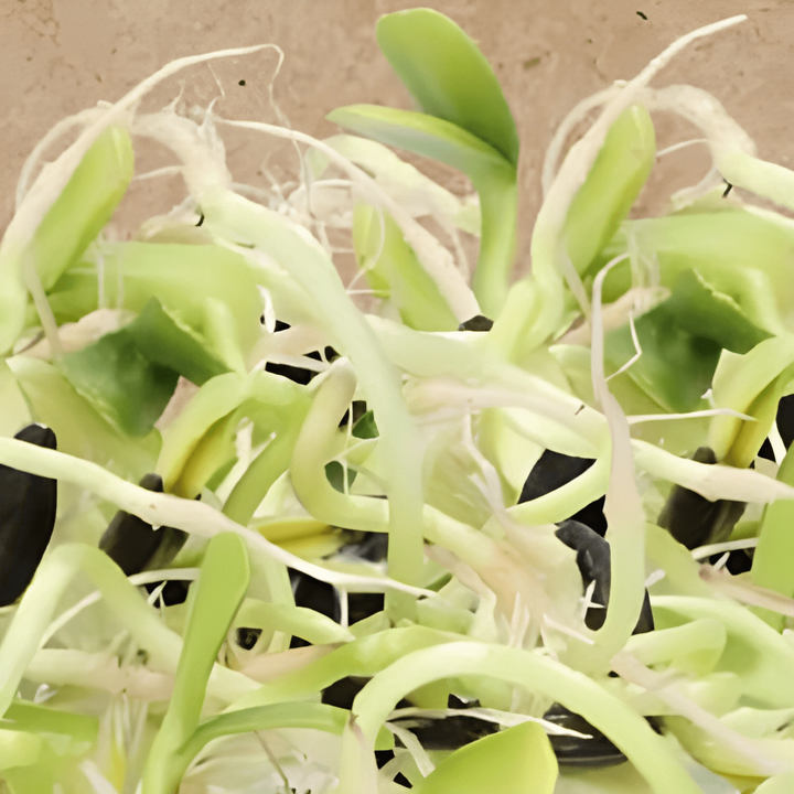 Sunflower Sprouting seeds (Helianthus annuus) – organic annual sprouting seeds