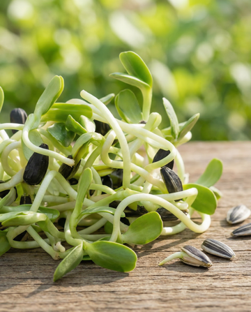 Sunflower Sprouting (Helianthus annuus) – organic annual sprouting seeds from SeedsChoice