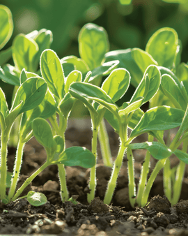 Borage Seeds Borago Officinalis Microgreens Annual Herb