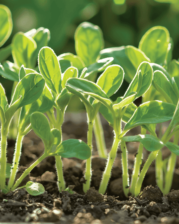 Borage Microgreens seeds (Borago officinalis) – annual microgreens