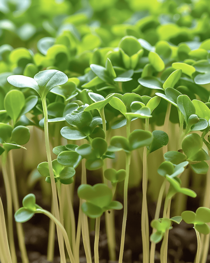 Cress Microgreens seeds (Lepidium sativum) – annual microgreens