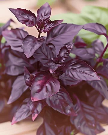 Basil Dark Opal Purple Leaf seeds (Ocimum basilicum) – annual herb