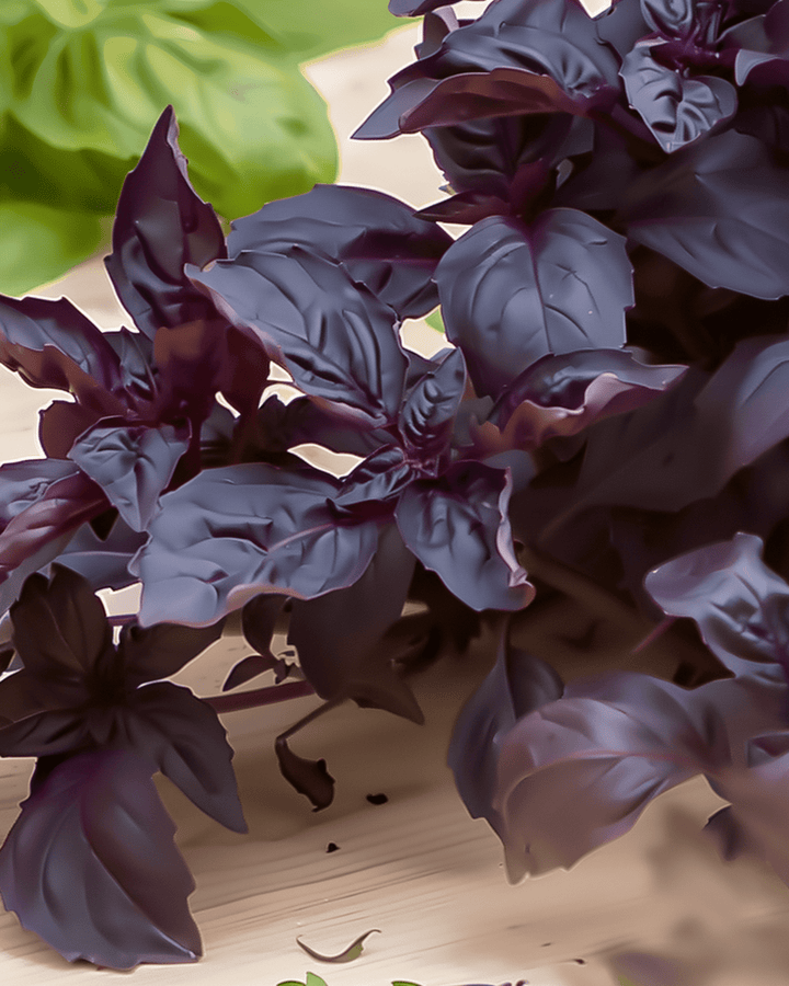 Purple Ruffles Basil seeds (Ocimum basilicum) – annual herb