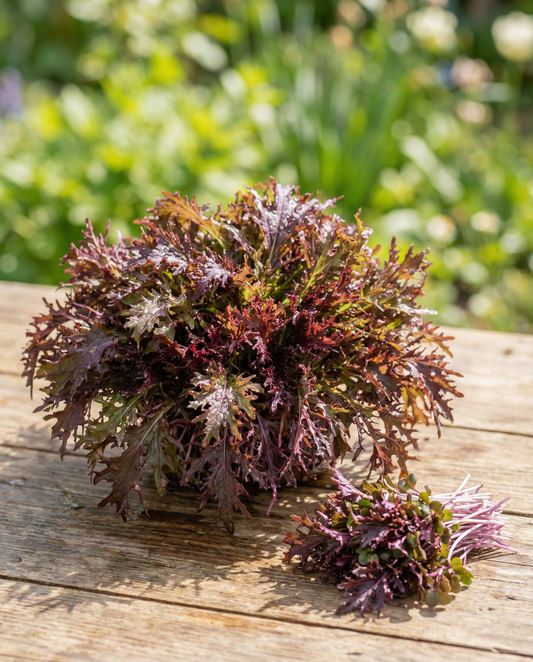 Mustard Red Frills Microgreens (Brassica juncea) – annual microgreens seeds from SeedsChoice
