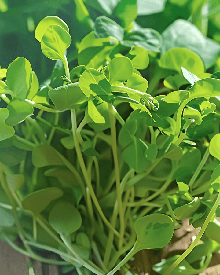 Pea Shoots Microgreens seeds (Pisum sativum) – annual microgreens
