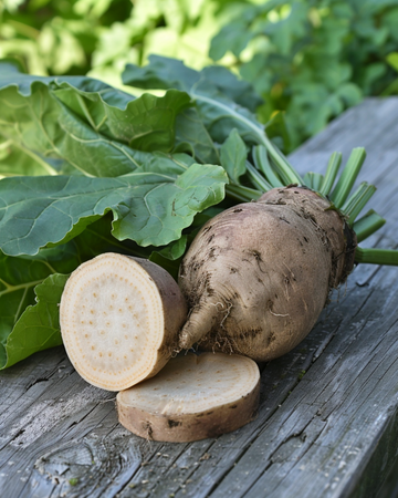 Fodder Beetroot Brigadier seeds (Beta vulgaris) – annual vegetable