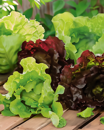 Cos Lettuce Mix Red Green Mini Romaine seeds (Lactuca sativa) – annual vegetable
