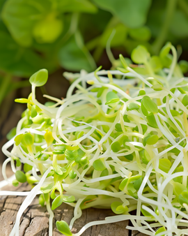 Alfalfa Sprouting Seeds Organic Medicago Sativa Annual Microgreens