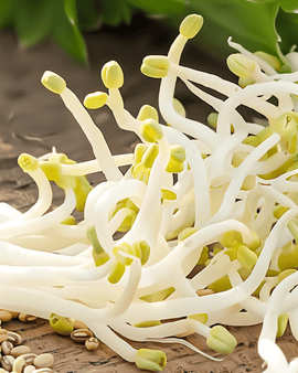 Mung Bean Sprouting Seeds Organic Vigna Radiata Annual