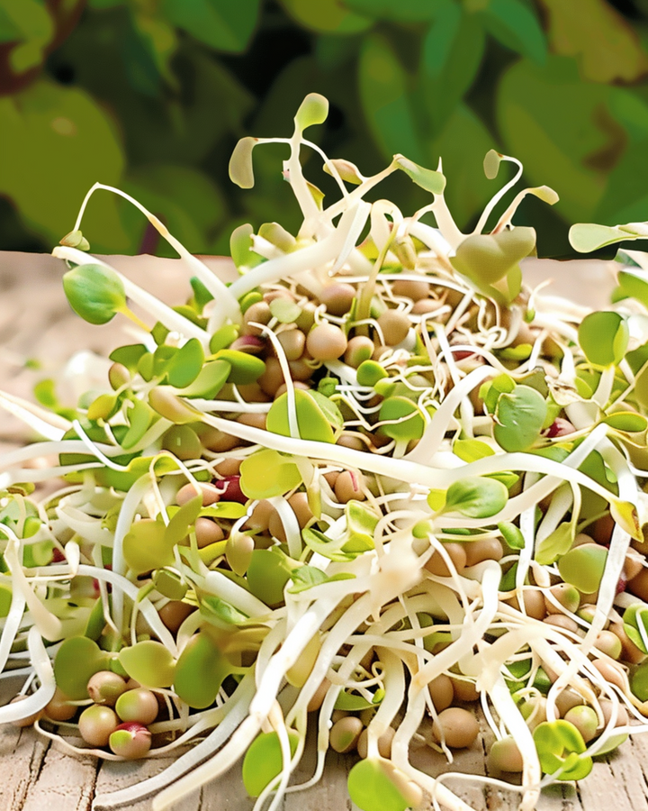 Salad Mix Sprouting seeds (Lactuca sativa) – organic annual sprouting seeds