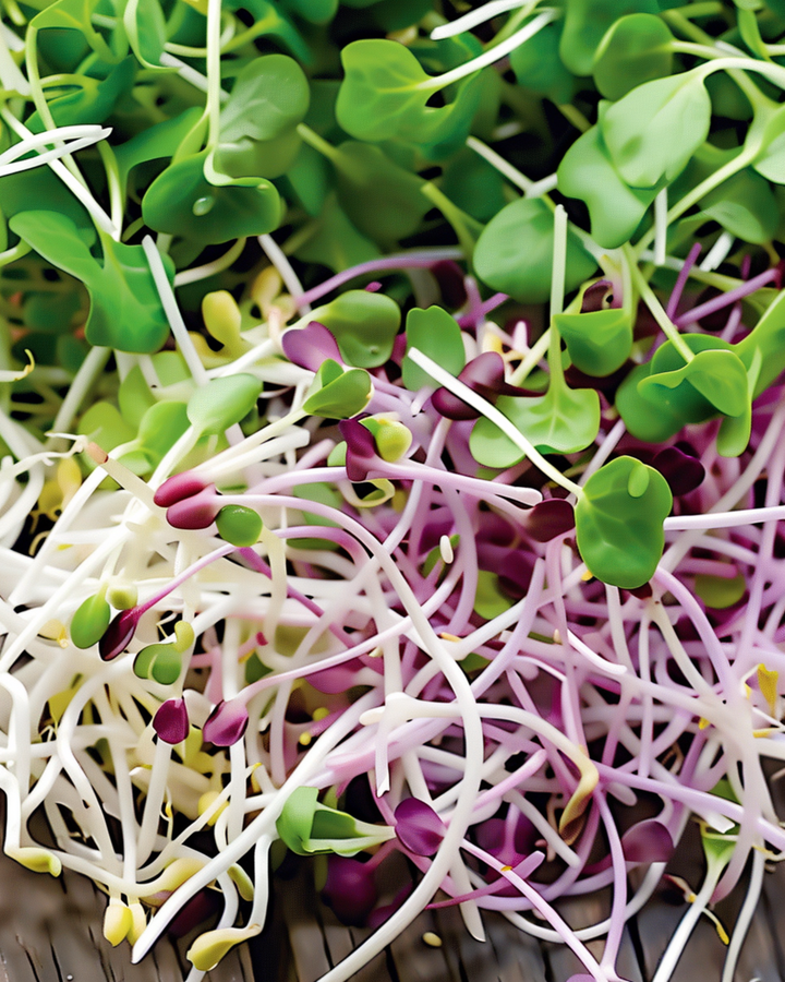 Spicy Sprouting Mix seeds (Lactuca sativa) – organic annual sprouting seeds