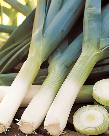 Leek Farinto Pelleted Winter seeds (Allium porrum) – annual vegetable
