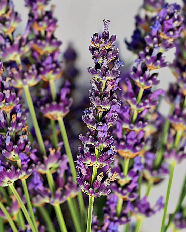 Lavender seeds (Lavandula angustifolia) – perennial herb