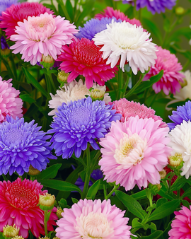Aster Seeds Nano Merveille Mix Callistephus Chinensis Annual Multicolor