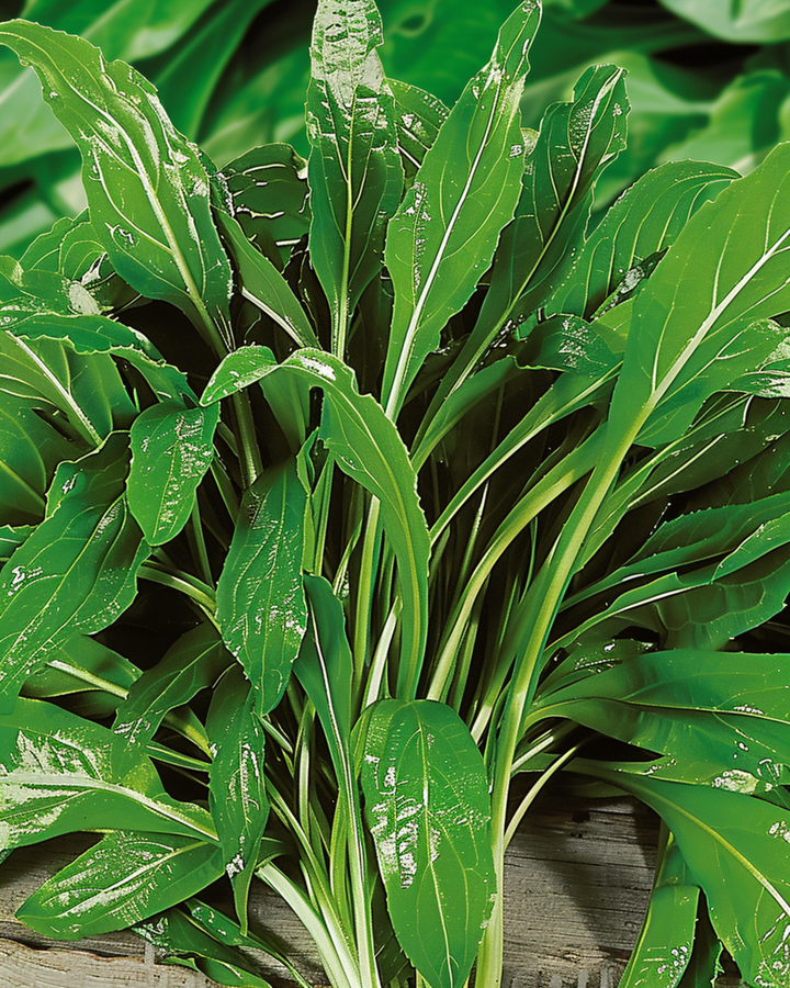 Buck's Horn seeds (Plantago coronopus) – herb