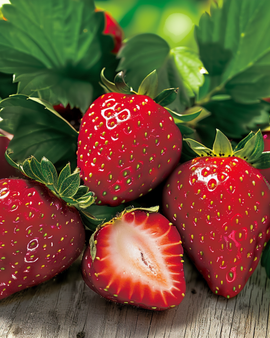 Strawberry Seeds Fragaria Vesca Quattro Stagioni Perennial