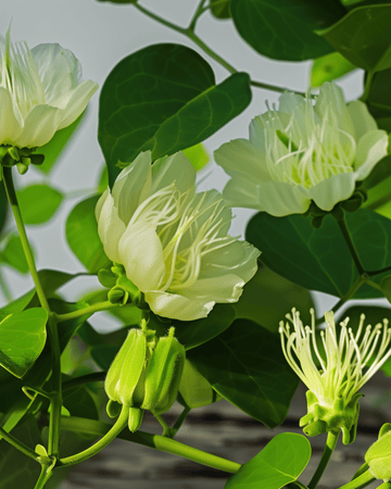 Capers seeds (Capparis spinosa) – perennial herb