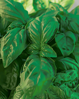 Basil Bolloso Napoletano Seeds Ocimum Basilicum Annual Herb