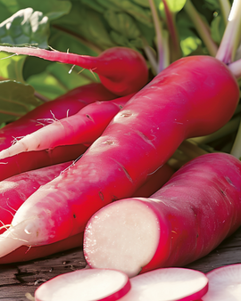 Radish Seeds Flamboyant 3 Raphanus Sativus Vegetable Variety