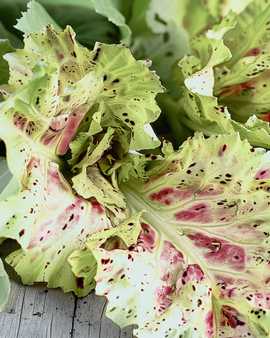 Leaf Chicory Seeds Cichorium Intybus Castelfranco Vegetable Variety