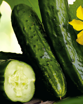 Gherkin Beth Alpha Seeds Cucumis Sativus Annual Variety