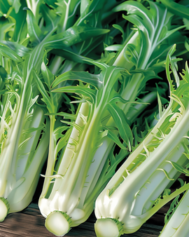 Leaf Chicory Seeds Cichorium Intybus Annual Puntarelle Brindisina Catalogna