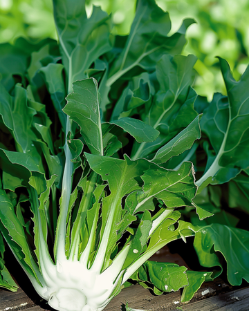 Chicory Barba Di Cappuccino seeds (Cichorium intybus) – annual vegetable