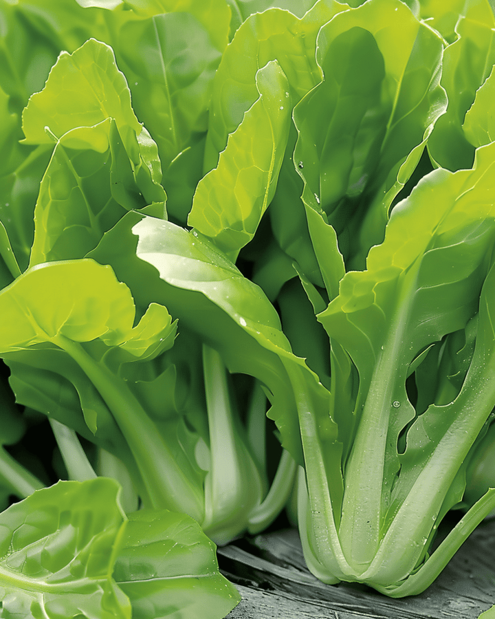 Chicory Cut And Come Again seeds (Cichorium intybus) – annual vegetable
