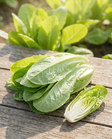 Chicory Cut And Come Again (Cichorium intybus) – annual vegetable seeds from SeedsChoice