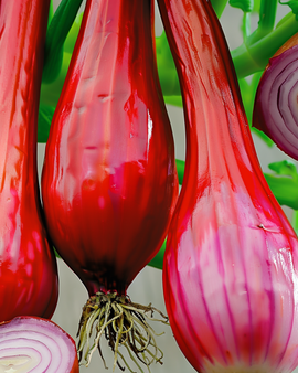 Onion Long Red From Florence Seeds Allium Cepa Annual