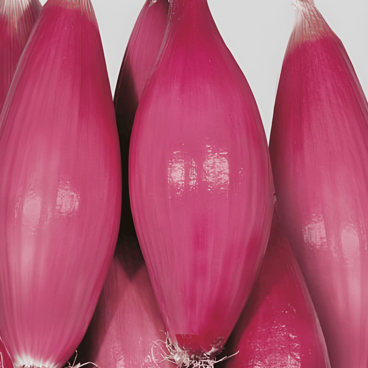 Onion Tropea Rossa Lunga Medium Early seeds (Allium cepa) – vegetable