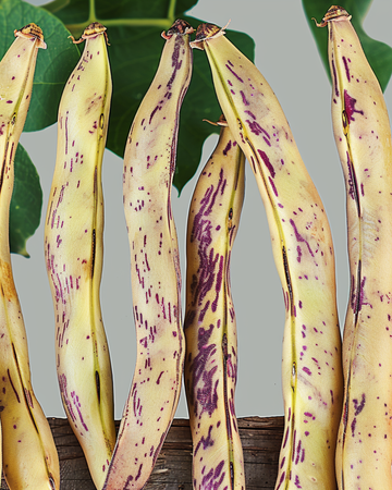 Dwarf French Bean Merveille De Piemonte seeds (Phaseolus vulgaris) – annual vegetable