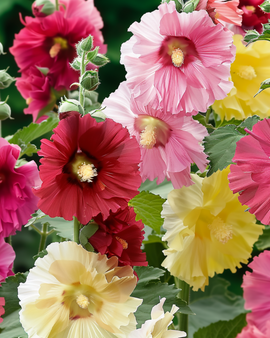 Hollyhock Seeds Summer Carnival Alcea Rosea Annual