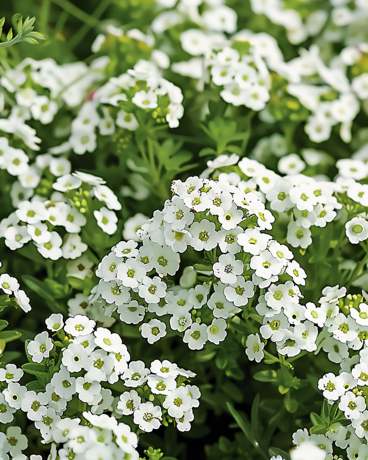 Alyssum Snowcloth seeds (Lobularia maritima) – annual